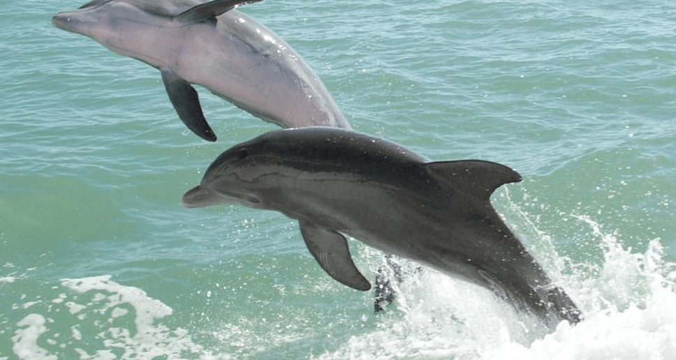 dolphin tour Port Canaveral FL dolphin tour Port Canaveral FL
