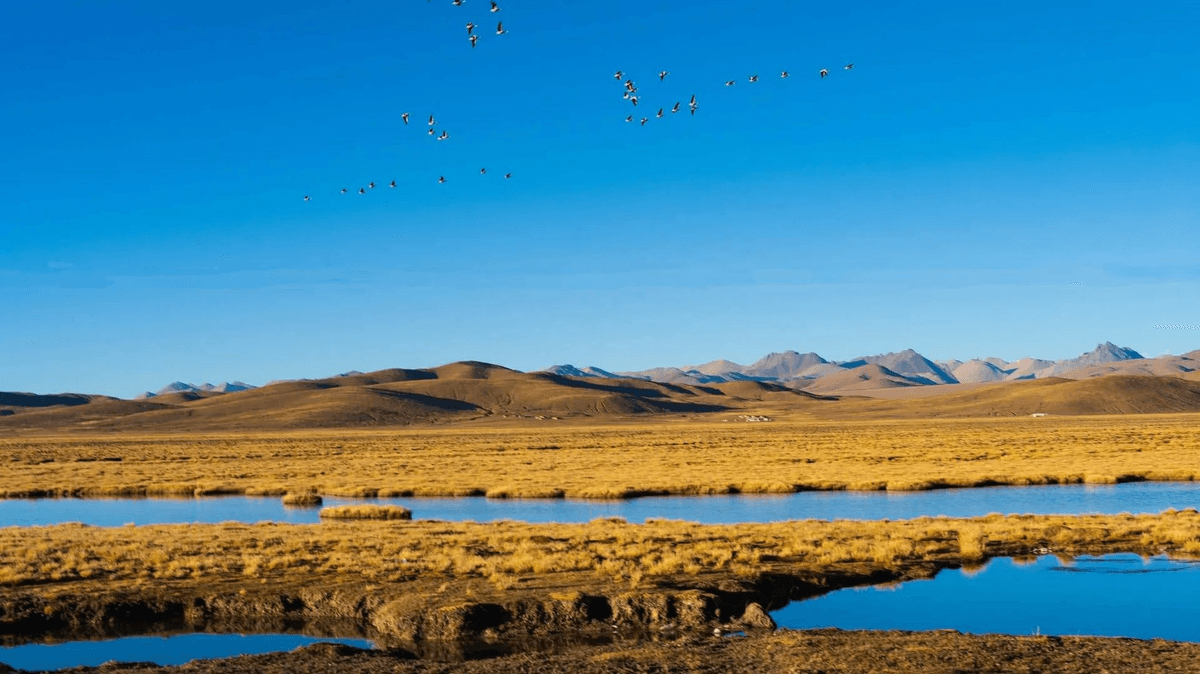 Guidetibet is a local travel agency offering authentic Tibet tours since 2004. Guidetibet is a local travel agency offering authentic Tibet tours since 2004.