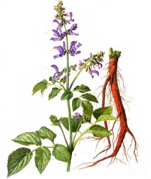 Section image