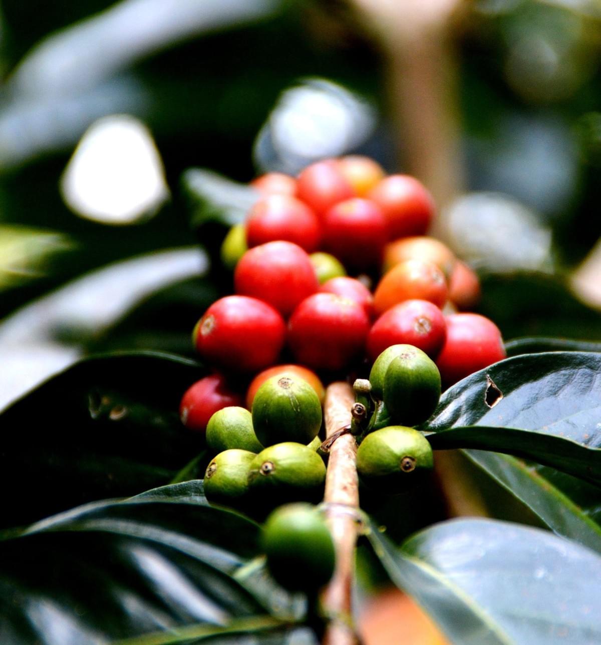 印尼晨光 明亮之豆 Indonesian Dawn Beans