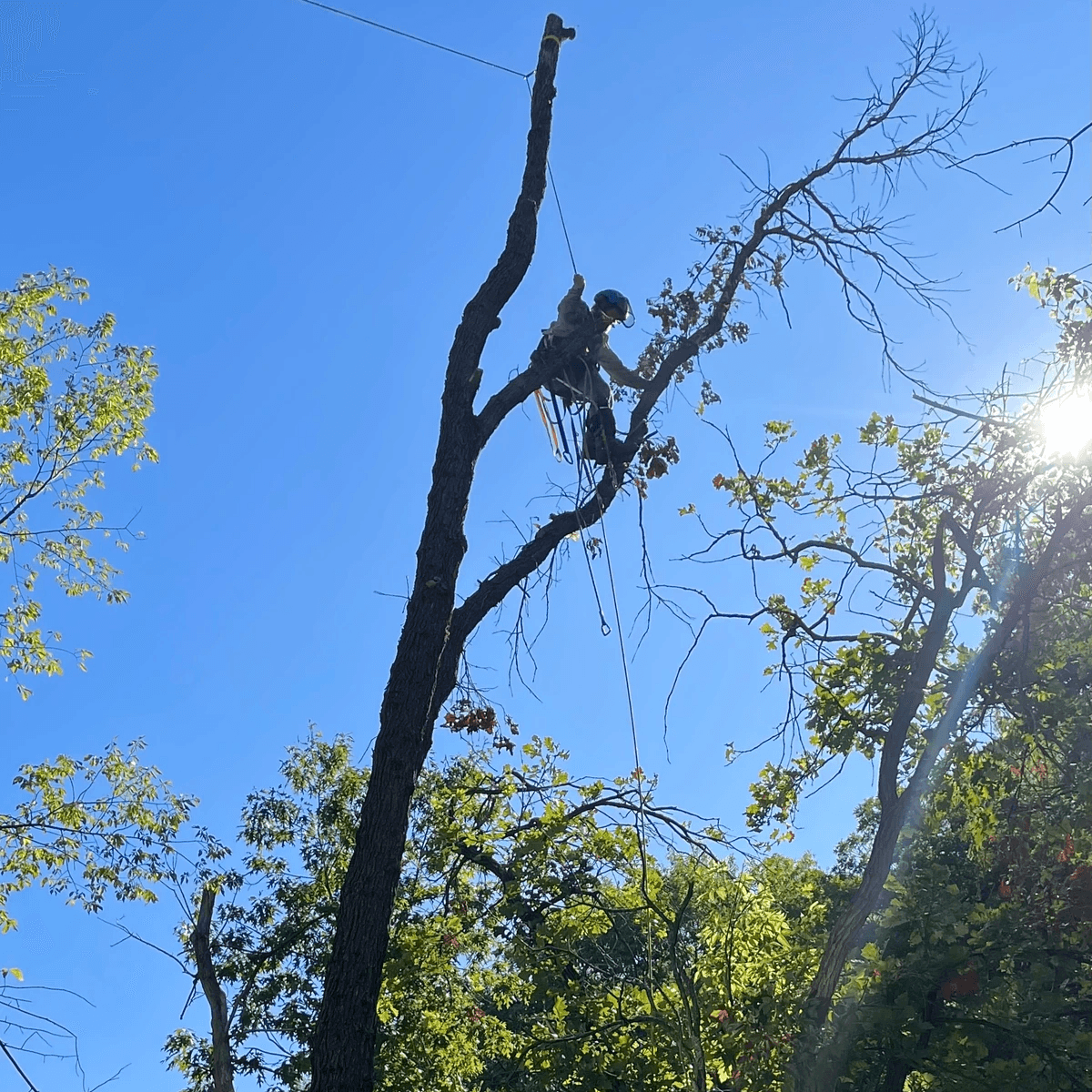 Tree trimmer at work making cut in Waukesha Tree trimmer at work making cut in Waukesha