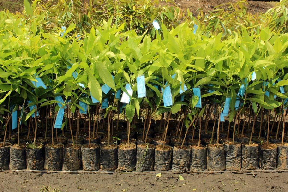 Tree planting in Waukesha Wisconsin Tree planting in Waukesha Wisconsin