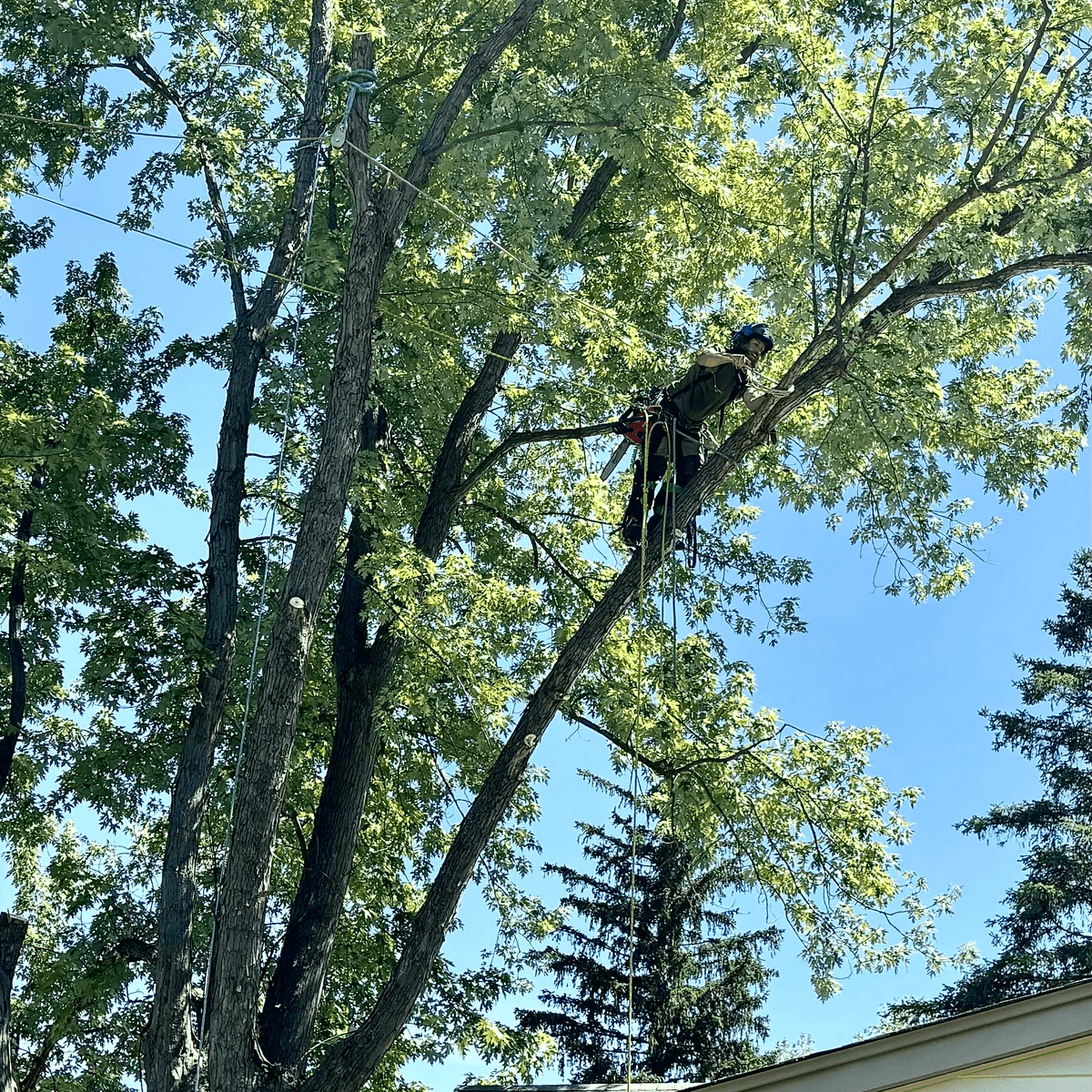 Tree trimmer at work in Wisconsin Tree trimmer at work in Wisconsin