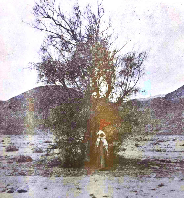 "The Measure of Man," from the Drar's "Enumeration of Plants" (1936) "The Measure of Man," from the Drar's "Enumeration of Plants" (1936)