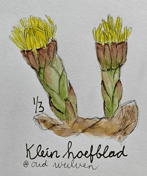 klein hoefblad in mijn nature journal door Arija Jansen klein hoefblad in mijn nature journal door Arija Jansen