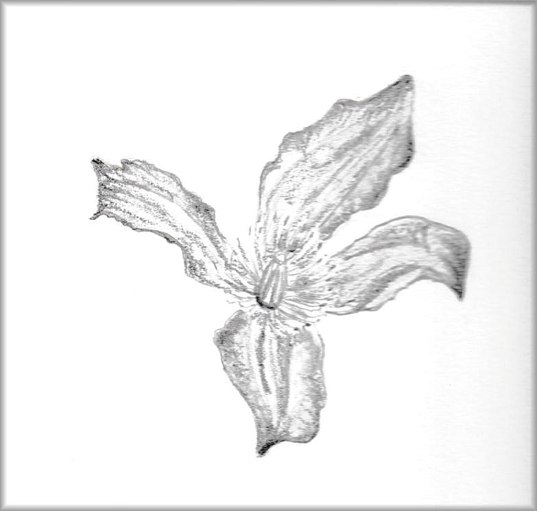 Natuur tekening, botanische tekening tomaat Natuur tekening, botanische tekening tomaat