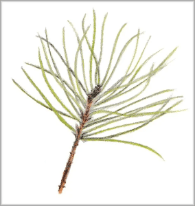 pine Den winter nature journal tekening in kleurpotlood door Arija Jansen pine Den winter nature journal tekening in kleurpotlood door Arija Jansen