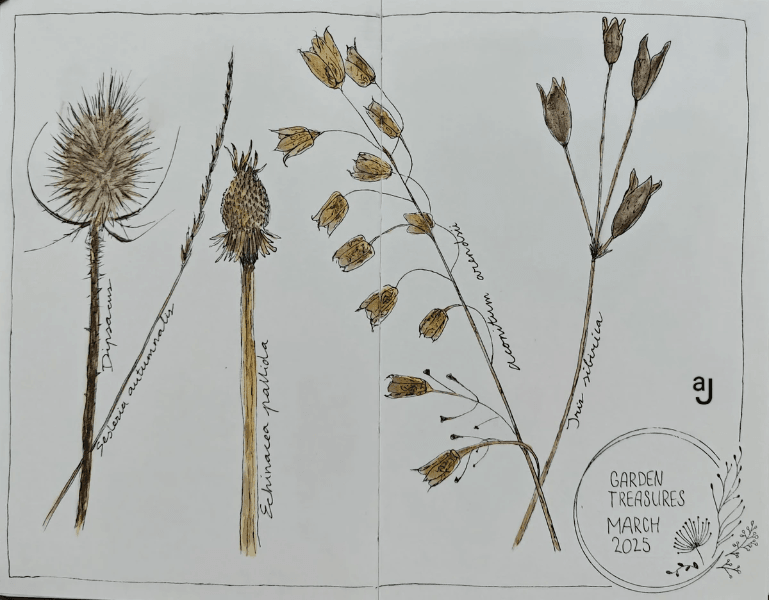 winter nature journal pagina met bruine zaaddozen in pen en ink door Arija Jansen winter nature journal pagina met bruine zaaddozen in pen en ink door Arija Jansen