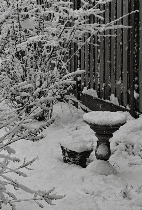 Nature journal pagina met planten in waterverf als voorbeeld voor beginners door Arija Jansen Nature journal pagina met planten in waterverf als voorbeeld voor beginners door Arija Jansen