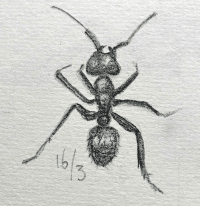 mier in grafiet door Arija Jansen. natuurtekening in een nature journal mier in grafiet door Arija Jansen. natuurtekening in een nature journal