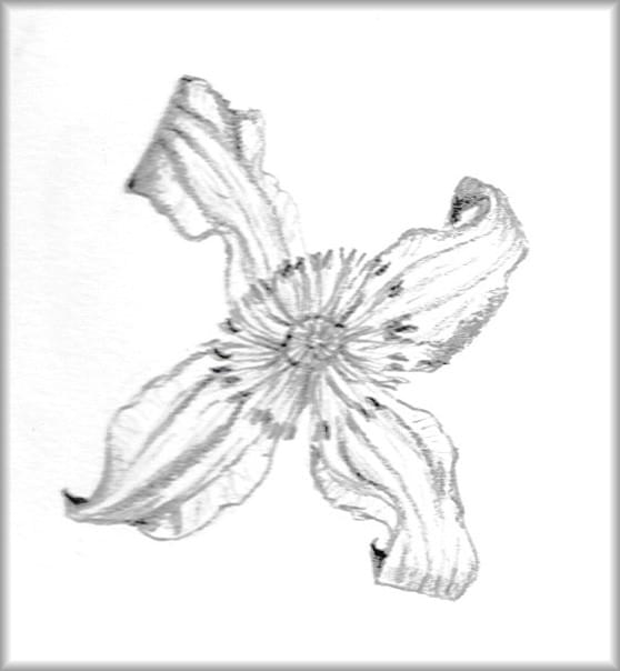 Natuur tekening, botanische tekening tomaat Natuur tekening, botanische tekening tomaat