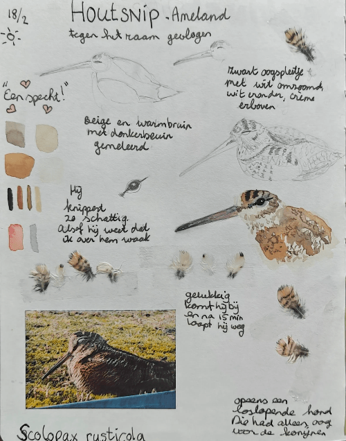 Houtsnip in mijn natuurdagboek door Arija Jansen Houtsnip in mijn natuurdagboek door Arija Jansen