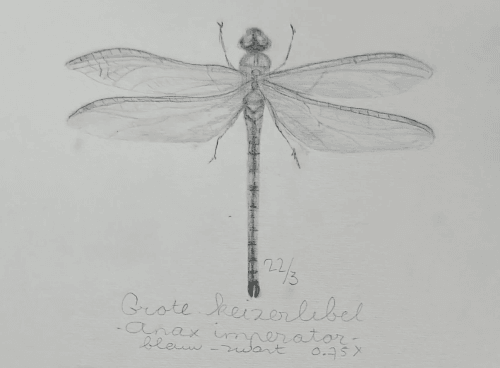 grote keizerlibel in grafiet door Arija Jansen in een natuurdagboek grote keizerlibel in grafiet door Arija Jansen in een natuurdagboek