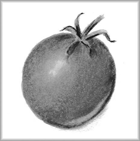 Natuur tekening, botanische tekening tomaat Natuur tekening, botanische tekening tomaat