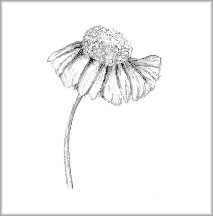 Natuur tekening, botanische tekening in grafiet Natuur tekening, botanische tekening in grafiet