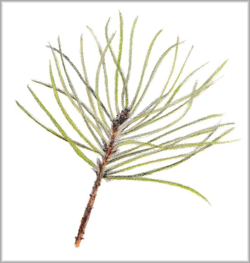 Natuur tekening, botanische tekening Den Natuur tekening, botanische tekening Den