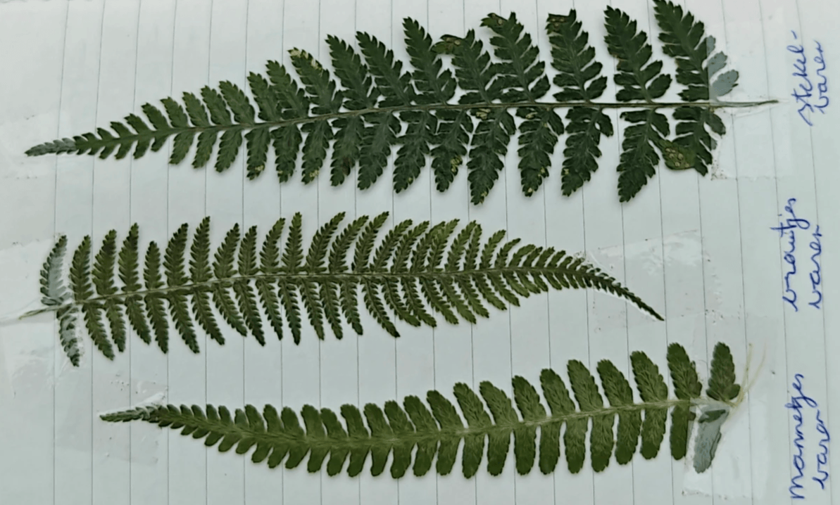 Herbarium nature journaling Arija Ferns Herbarium nature journaling Arija Ferns