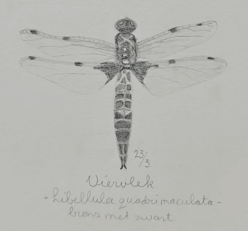 dragonfly in a nature journal, drawing in graphite by Arija Jansen dragonfly in a nature journal, drawing in graphite by Arija Jansen