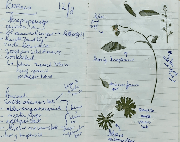Herbarium nature journaling arija plants Herbarium nature journaling arija plants