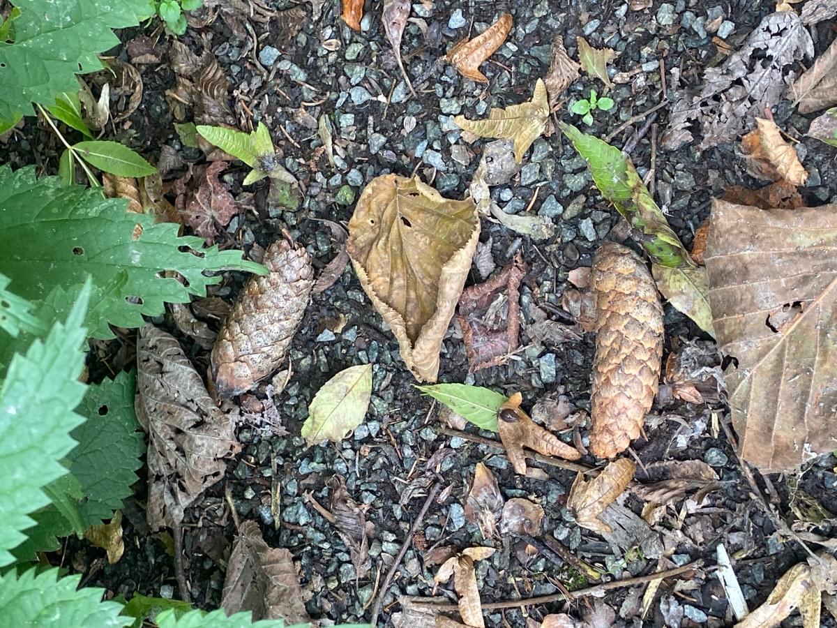 Section image