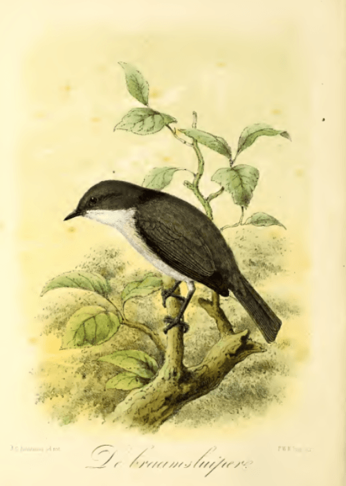 Section image