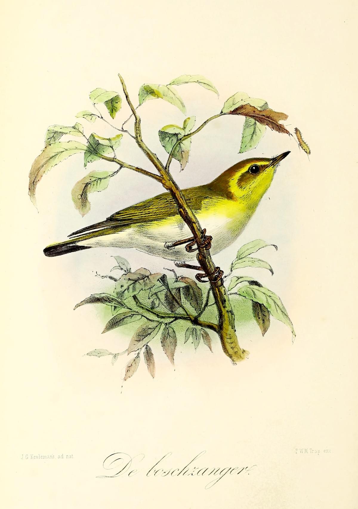 Section image