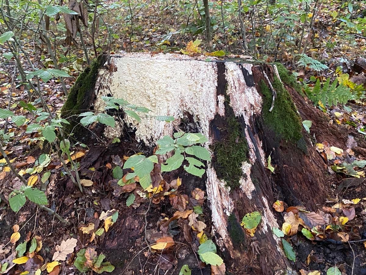 Section image