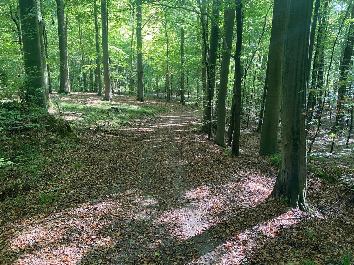 Section image