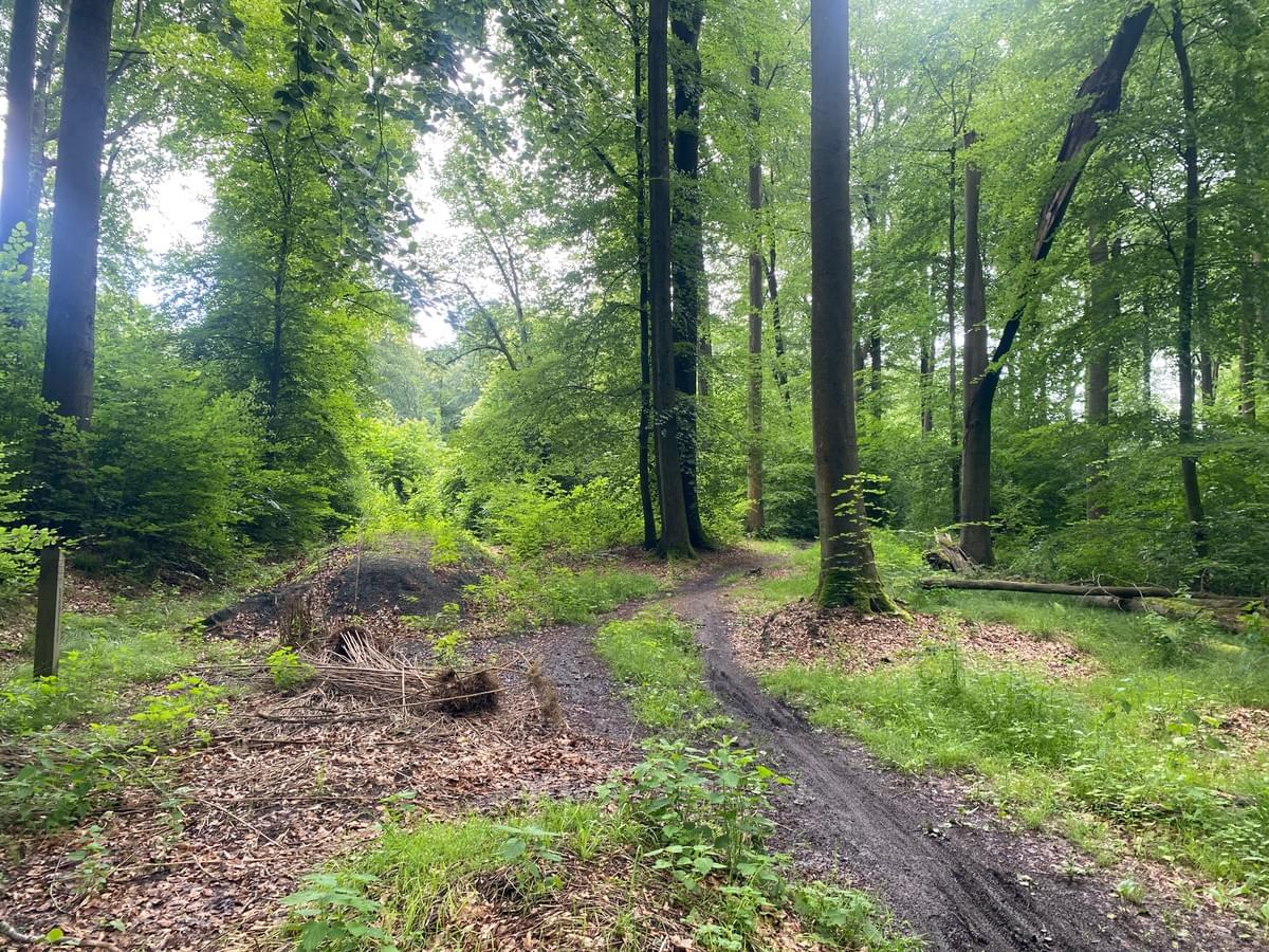 Section image