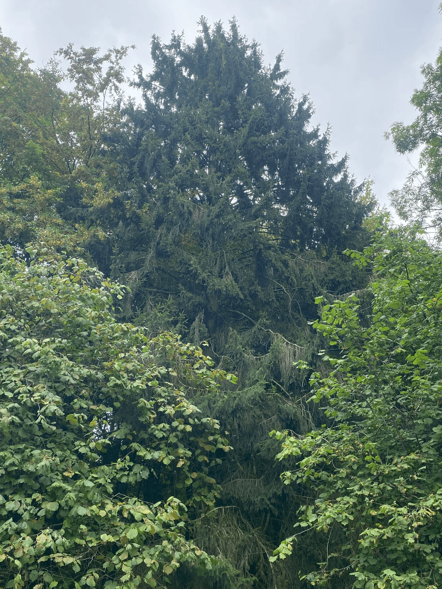 Section image