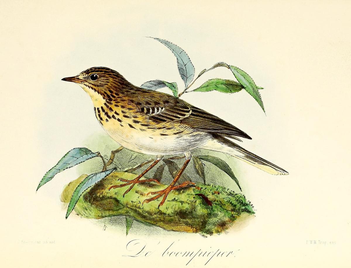 Section image