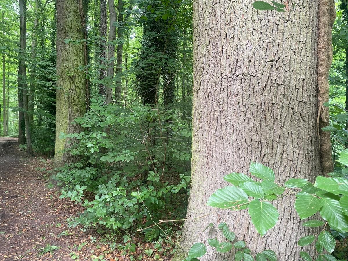 Section image
