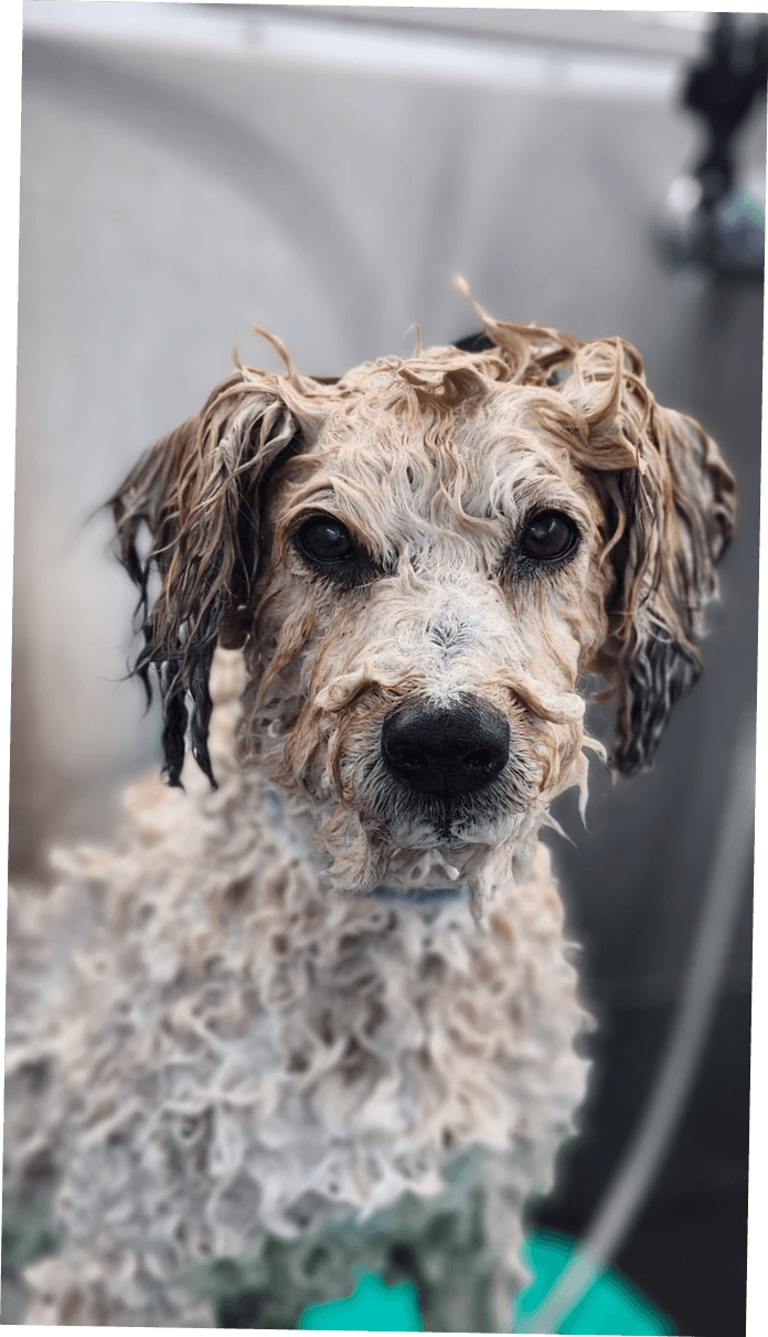 Holistic-mobile-pet-grooming-showing-dog-in-bath Holistic-mobile-pet-grooming-showing-dog-in-bath