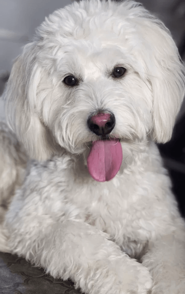 dog-ready-for-bath-with-mobile-pet-grooming dog-ready-for-bath-with-mobile-pet-grooming