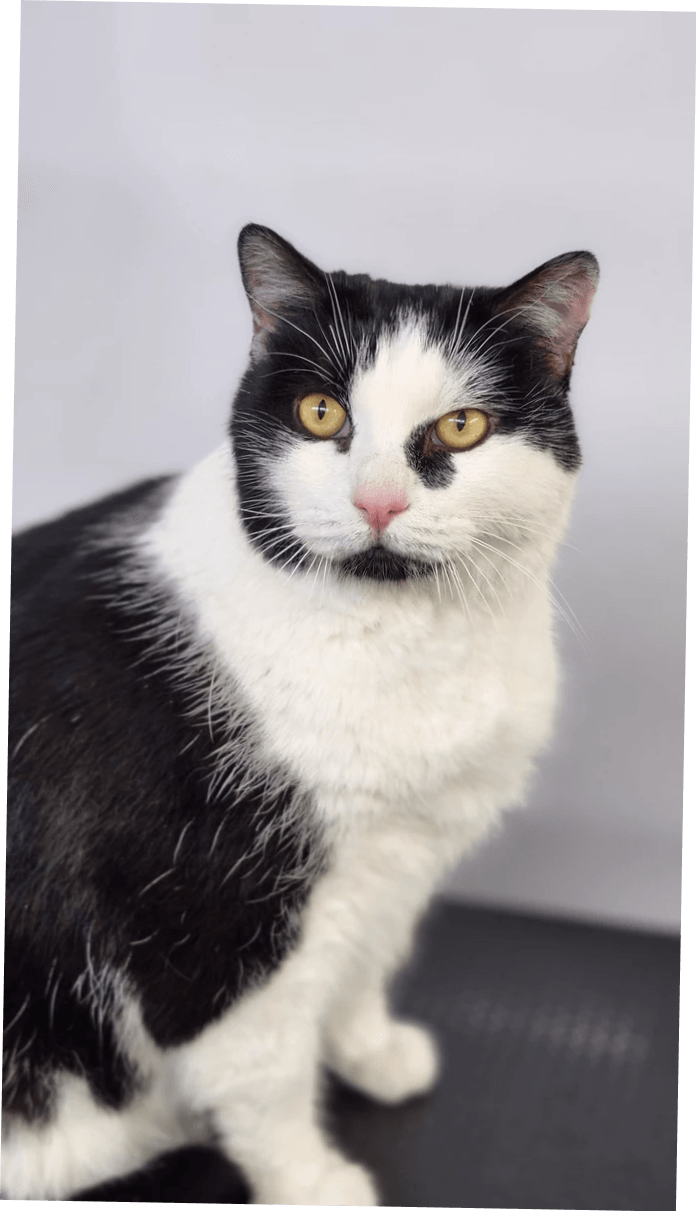 cat-groomed-with-mobile-pet-grooming cat-groomed-with-mobile-pet-grooming