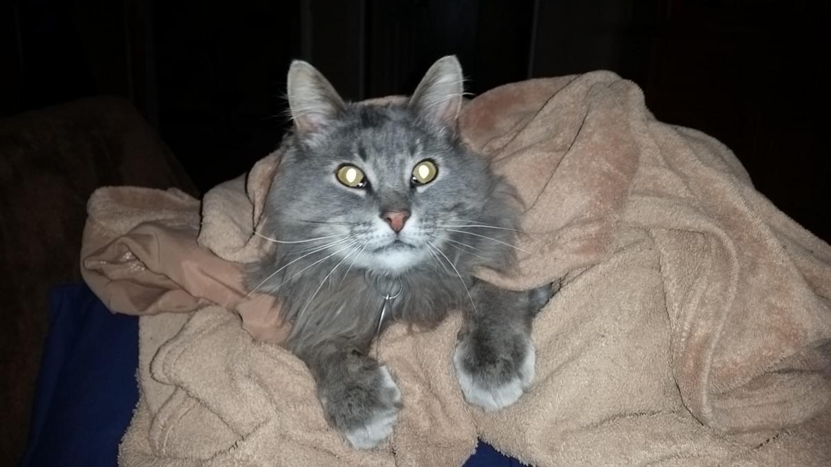 At 9th Life Cat Rescue, we dedicate ourselves to managing the feral cat population through effective Trap/Neuter/Return (TNR) programs. This humane approach not only stabilizes the cat community but also promotes their well-being and reduces the strain on local resources. Our Commitment to Feline Welfare We are primarily a TNR (Trap/Neuter/Return) organization looking after the feral cat population in Southeast Saskatchewan but we handle other cat related projects as well. At 9th Life Cat Rescue, we dedicate ourselves to managing the feral cat population through effective Trap/Neuter/Return (TNR) programs. This humane approach not only stabilizes the cat community but also promotes their well-being and reduces the strain on local resources. Our Commitment to Feline Welfare We are primarily a TNR (Trap/Neuter/Return) organization looking after the feral cat population in Southeast Saskatchewan but we handle other cat related projects as well.