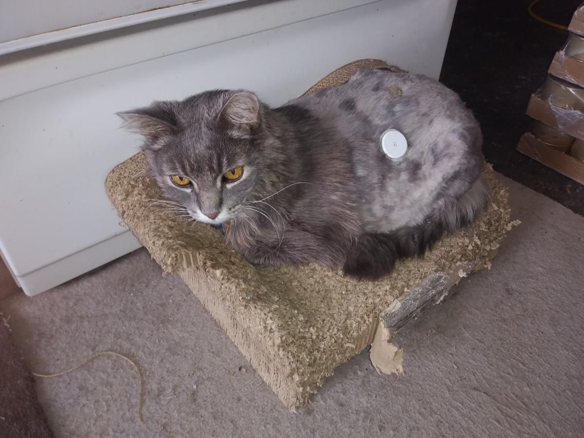 In addition to TNR, we engage in various projects aimed at supporting the health and safety of cats in our area. From fostering kittens to organizing adoption events, our efforts are driven by a passion for helping every cat find its place in the world. Our Commitment to Feline Welfare We are primarily a TNR (Trap/Neuter/Return) organization looking after the feral cat population in Southeast Saskatchewan but we handle other cat related projects as well. In addition to TNR, we engage in various projects aimed at supporting the health and safety of cats in our area. From fostering kittens to organizing adoption events, our efforts are driven by a passion for helping every cat find its place in the world. Our Commitment to Feline Welfare We are primarily a TNR (Trap/Neuter/Return) organization looking after the feral cat population in Southeast Saskatchewan but we handle other cat related projects as well.