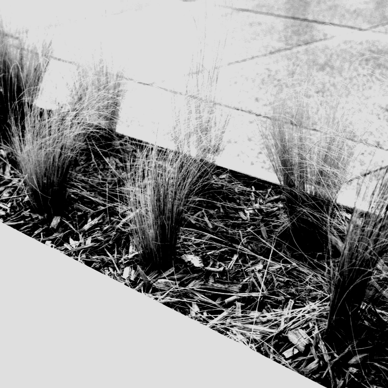 A black and white planter box with ferns and plants A black and white planter box with ferns and plants