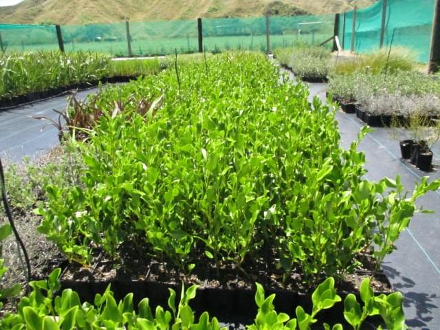 Hedging plants. Hedging plants.