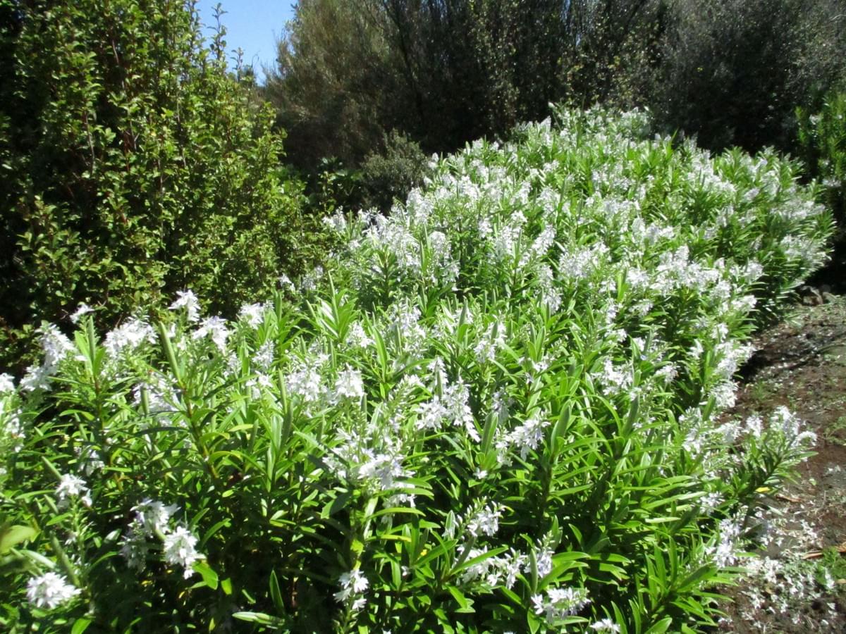 Native Shrubs. Native Shrubs.