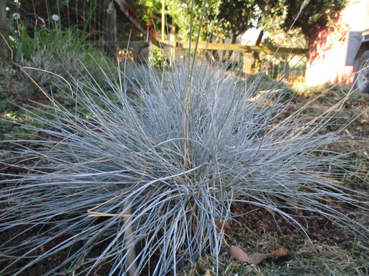 Native Grass. Native Grass.