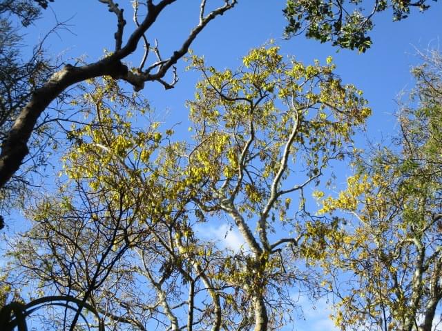 Native Trees. Native Trees.