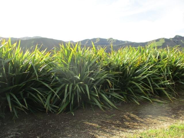 Native flax. Native flax.