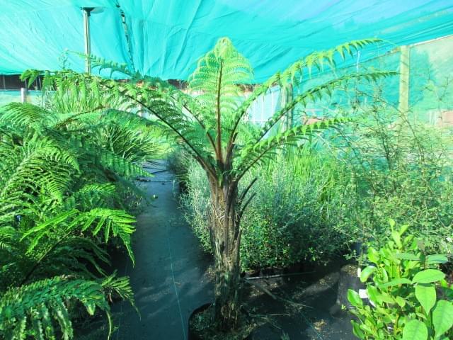 Native Ferns. Native Ferns.