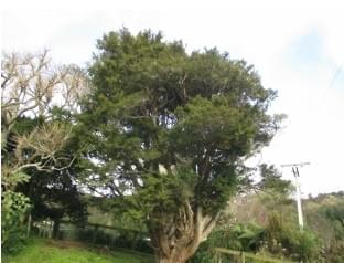 Section image