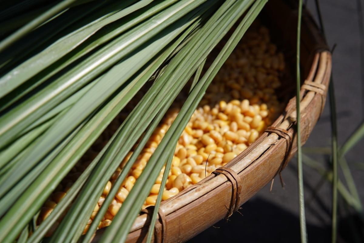 運用在地的芒草來進行發酵  運用在地的芒草來進行發酵