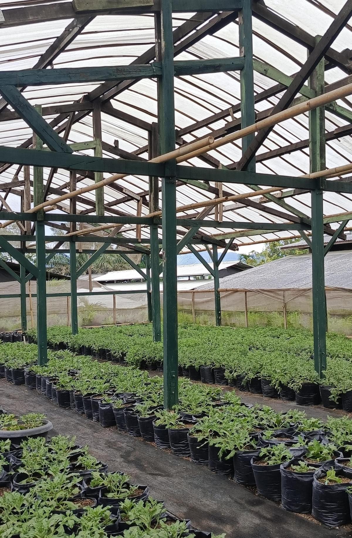 Kebun Crystal Ice Lettuce Kebun Crystal Ice Lettuce