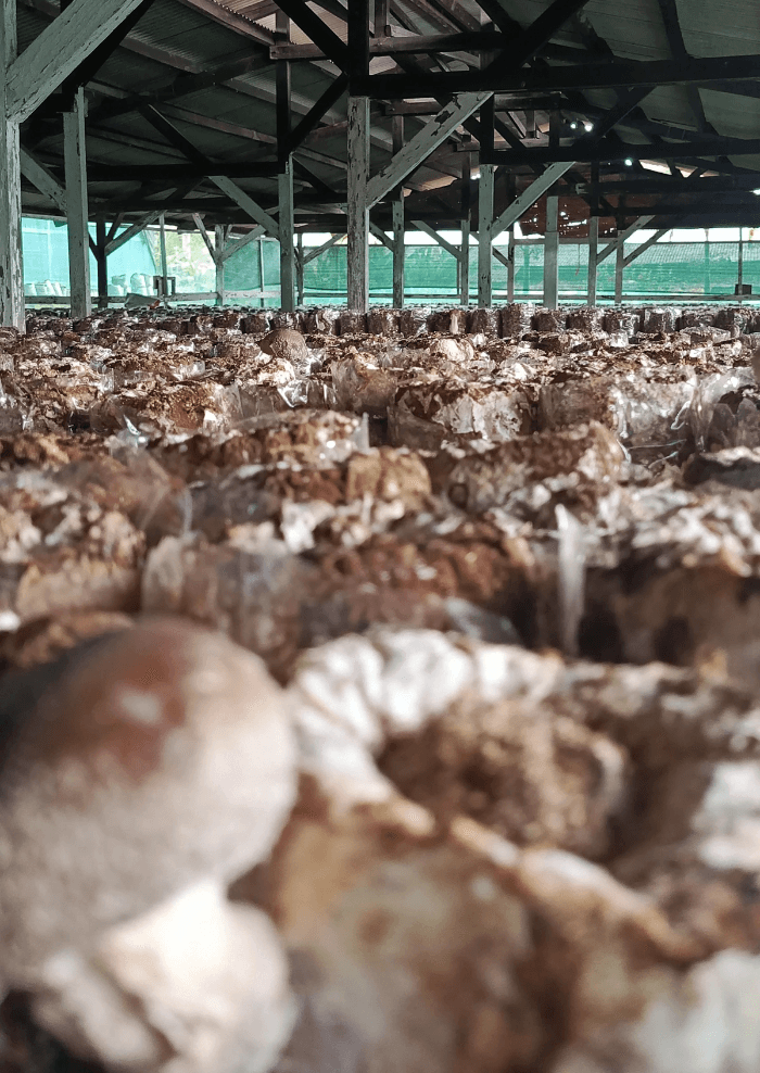 Kebun Jamur Shiitake Kebun Jamur Shiitake