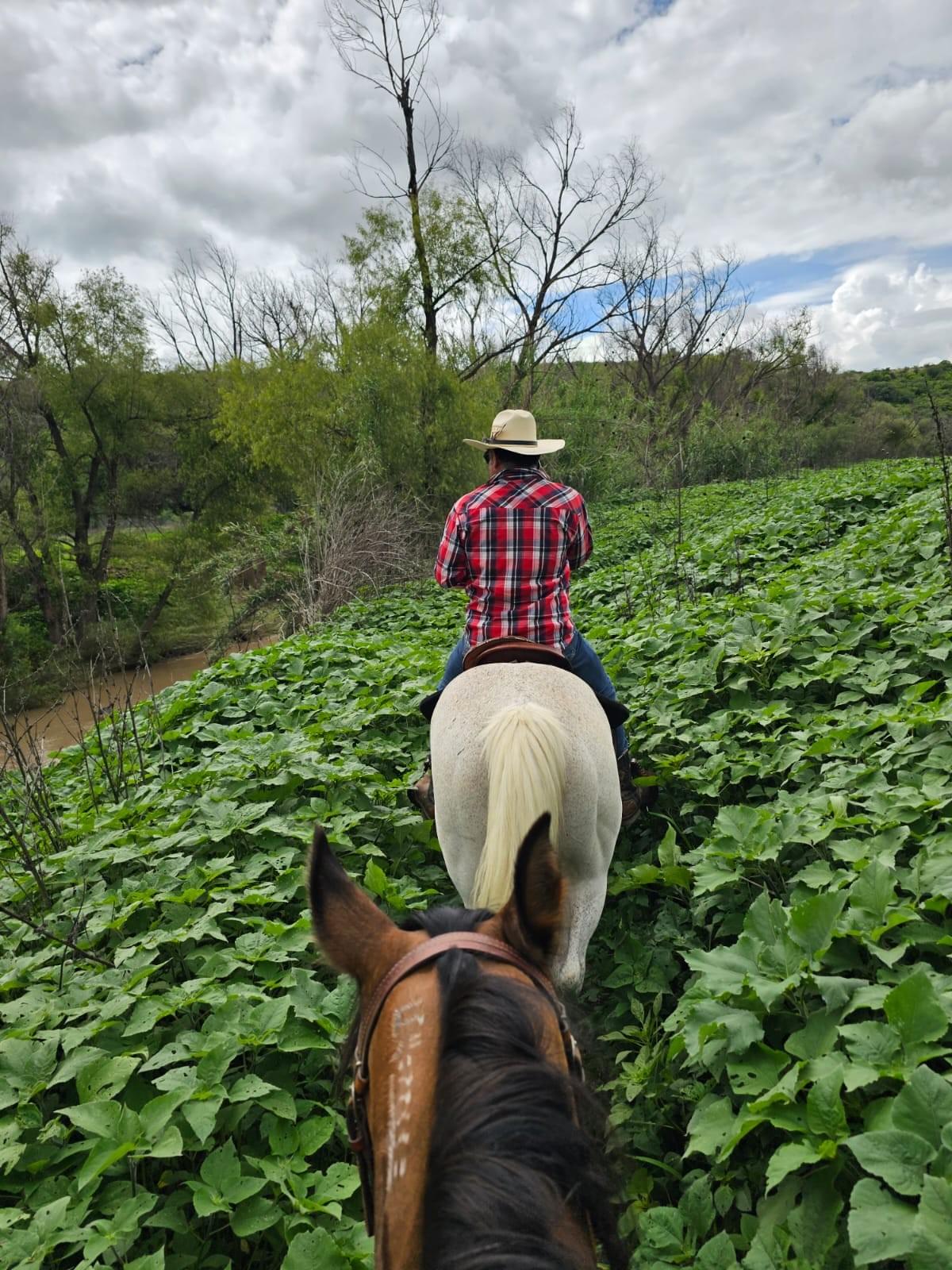 Two horseback riders on a lush river trail near San Miguel de Allende, with sunflowers growing knee-high and dense green foliage narrowing the path. Roberto, on flea bitten gray Quarter Horse Morita, leads the way beside the river, followed by Kalypso, a Kiger Mustang mare with a visible BLM brand. Two horseback riders on a lush river trail near San Miguel de Allende, with sunflowers growing knee-high and dense green foliage narrowing the path. Roberto, on flea bitten gray Quarter Horse Morita, leads the way beside the river, followed by Kalypso, a Kiger Mustang mare with a visible BLM brand.