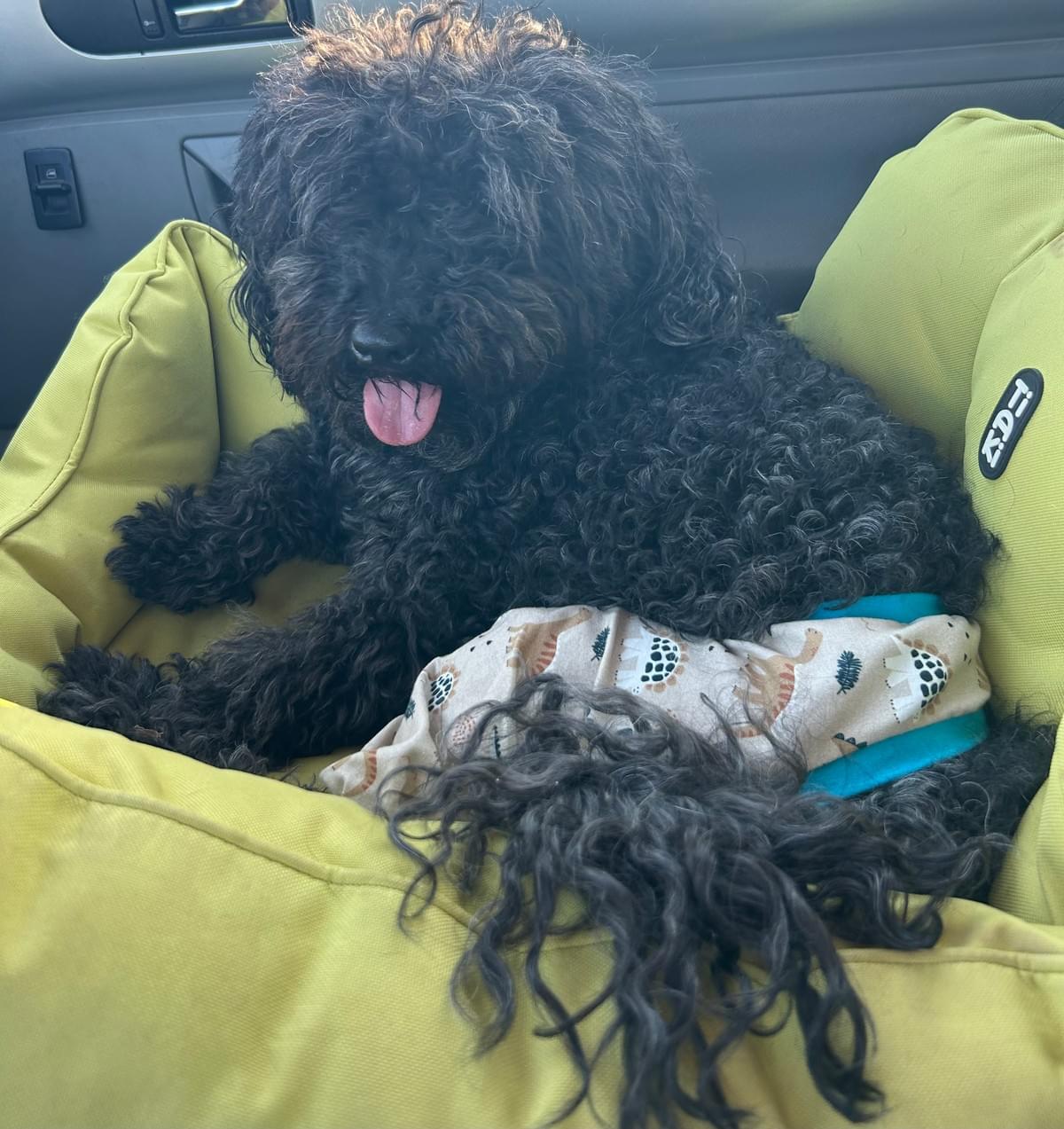 We provide specialized pain management solutions for dogs suffering from arthritis, hip dysplasia, and other painful conditions. Our approach includes a combination of modalities such as laser therapy, acupuncture, and therapeutic exercises to alleviate discomfort and improve quality of life. We aim to help your pet enjoy a more active and pain-free lifestyle. Pain Management What We Do canine physiotherapy We provide specialized pain management solutions for dogs suffering from arthritis, hip dysplasia, and other painful conditions. Our approach includes a combination of modalities such as laser therapy, acupuncture, and therapeutic exercises to alleviate discomfort and improve quality of life. We aim to help your pet enjoy a more active and pain-free lifestyle. Pain Management What We Do canine physiotherapy